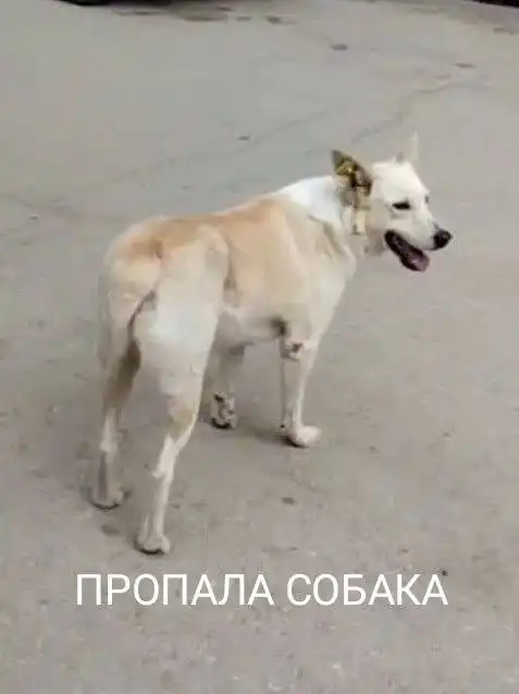 Пропала собака в Комсомольском поселке после налета БПЛА - Собаки (Животные) в Саратов