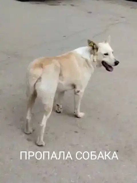 Пропала собака в Комсомольском поселке после налета БПЛА - Поиск животных в Саратов