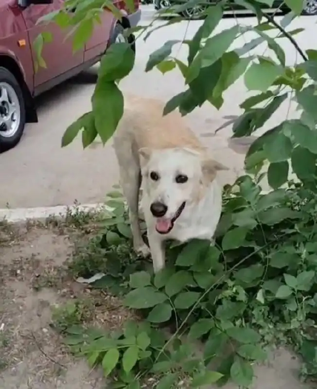 Пропала собака в Комсомольском поселке после налета БПЛА - Собаки (Животные) в Саратов
