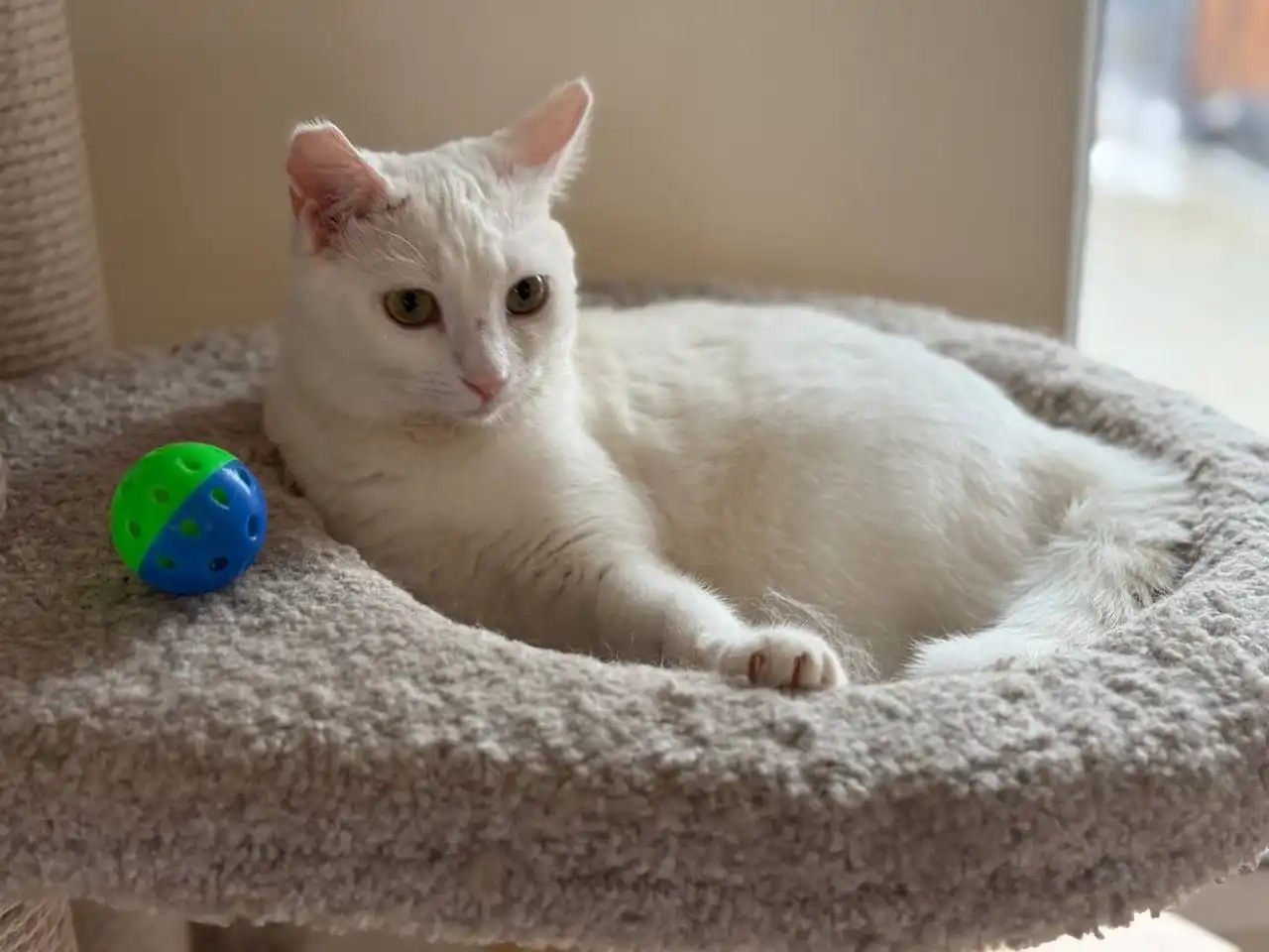 Белоснежная молодая кошечка Фрося ищет дом - Пропавшие животные в Саратов
