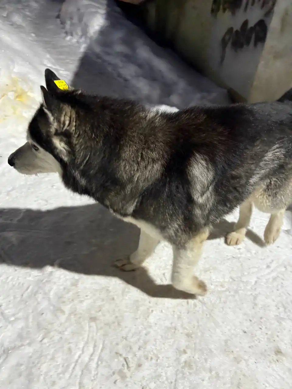 Потерянная собака хаски на 1й прокатной - Потерянные животные (Животные) в Саратов