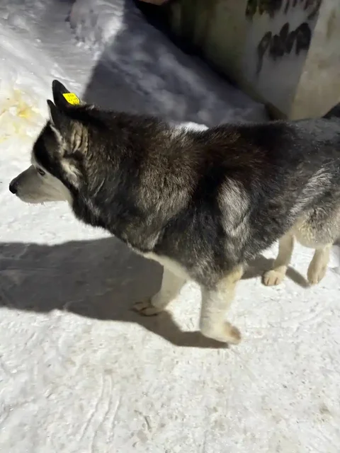 Потерянная собака хаски на 1й прокатной - Пропавшие животные в Саратов