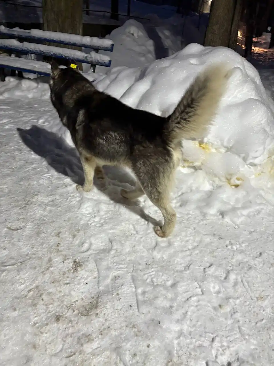 Потерянная собака хаски на 1й прокатной - Потерянные животные (Животные) в Саратов