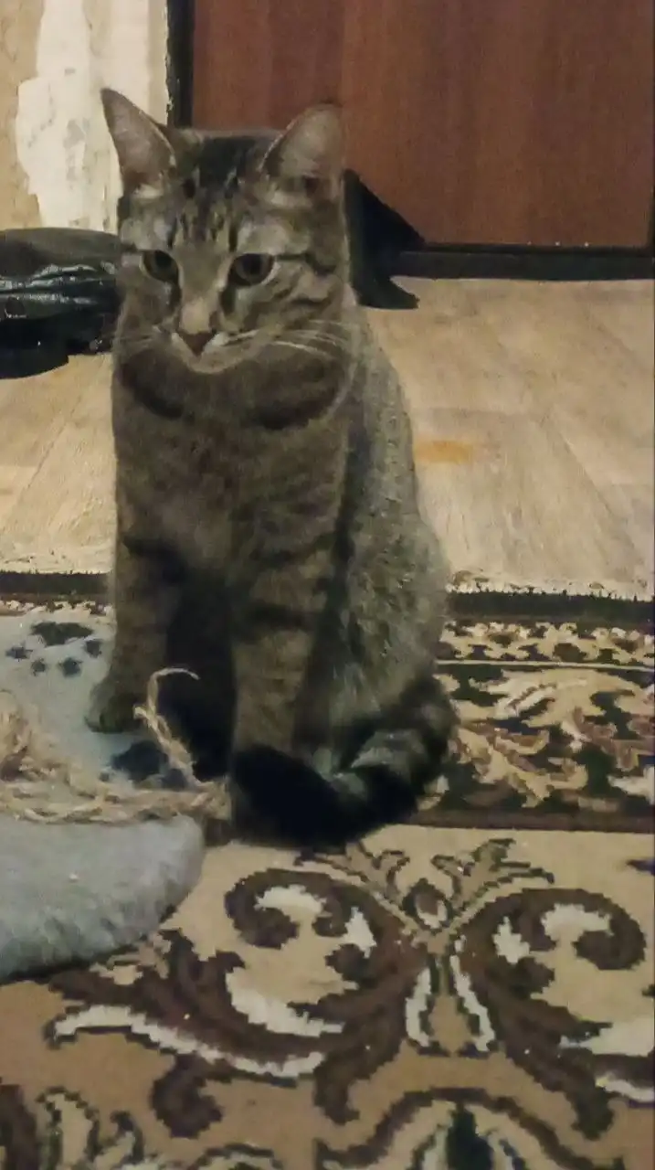 Ищет дом кошка Машуля - Кошки (Животные) в Саратов