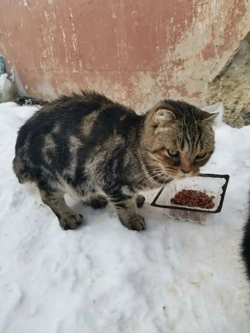 Найденная породистая кошка в Пугачеве Саратовской области - Кошки (Животные) в Пугачев