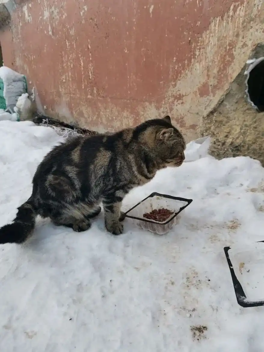 Найденная породистая кошка в Пугачеве Саратовской области - Кошки (Животные) в Пугачев