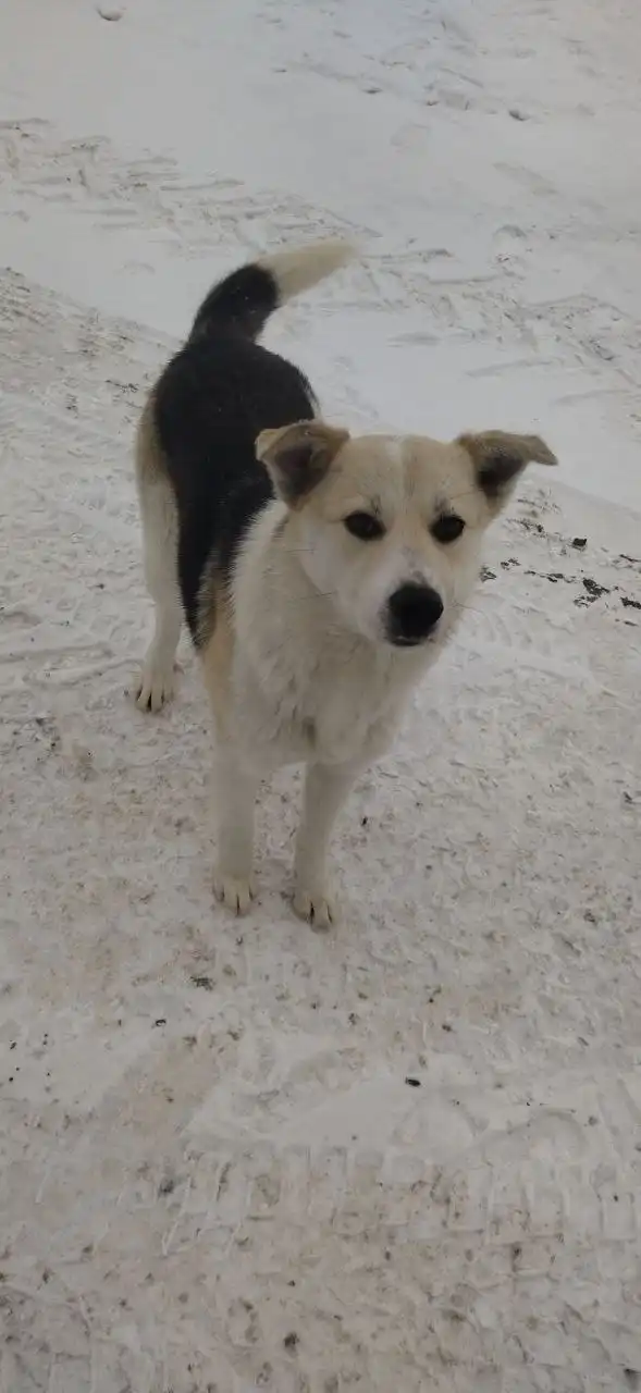 Потерянное животное в Саратове - Потерянные животные (Животные) в Саратов