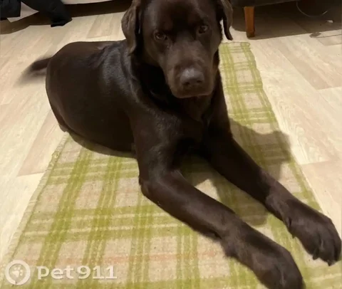 Потерявшаяся кошка коричневого цвета в Саратове - Пропавшие животные в Саратов