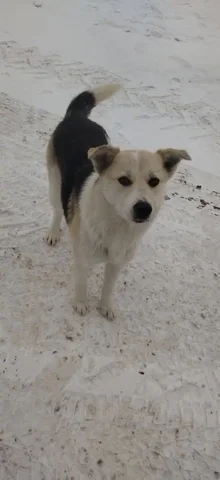 Найдена рыже-черная девочка в Саратове - Пропавшие животные в Саратов