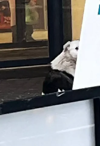 Потерявшиеся животные в Саратове - Пропавшие животные в Саратов