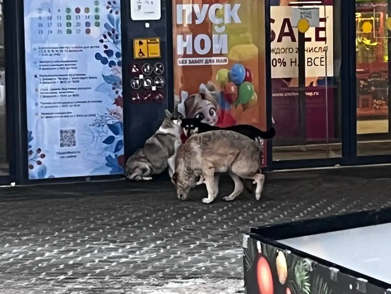 Найдены собаки в Энгельсе - Собаки (Животные) в Энгельс