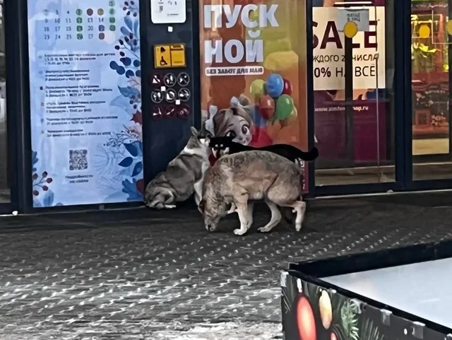 Найдены собаки в Энгельсе - Рыбки в Энгельс