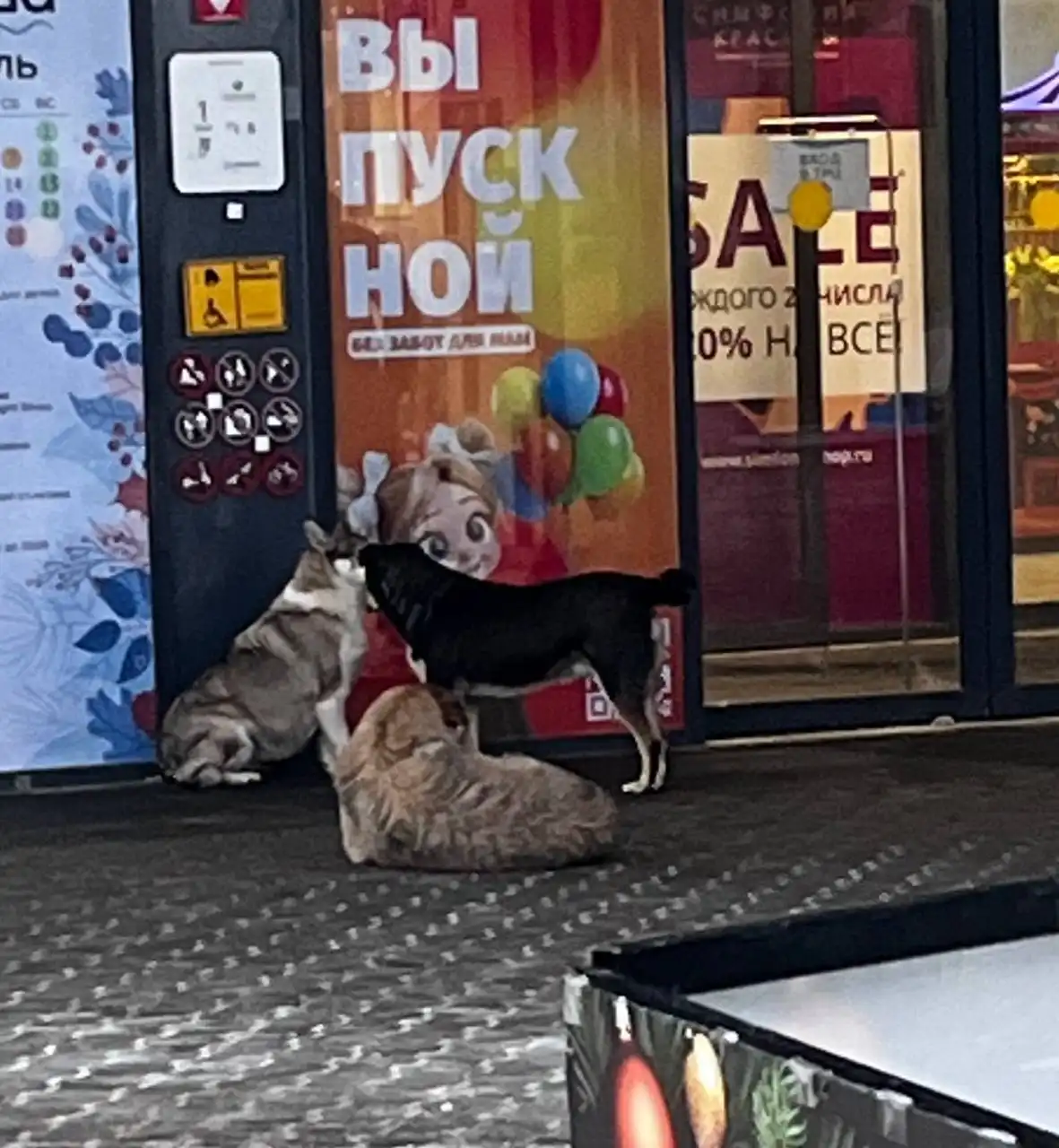 Найдены собаки в Энгельсе - Собаки (Животные) в Энгельс