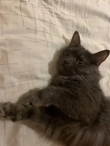 Кошка Шанель ищет новый дом - Пропавшие животные в Саратов