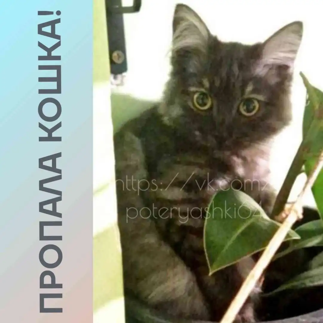 Пропала кошка по кличке Шишка в Саратове - Животные в Саратов