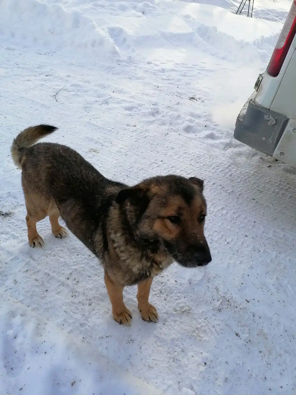 Найден молодой кабель на турбазе Марксовского района - Животные в Саратов
