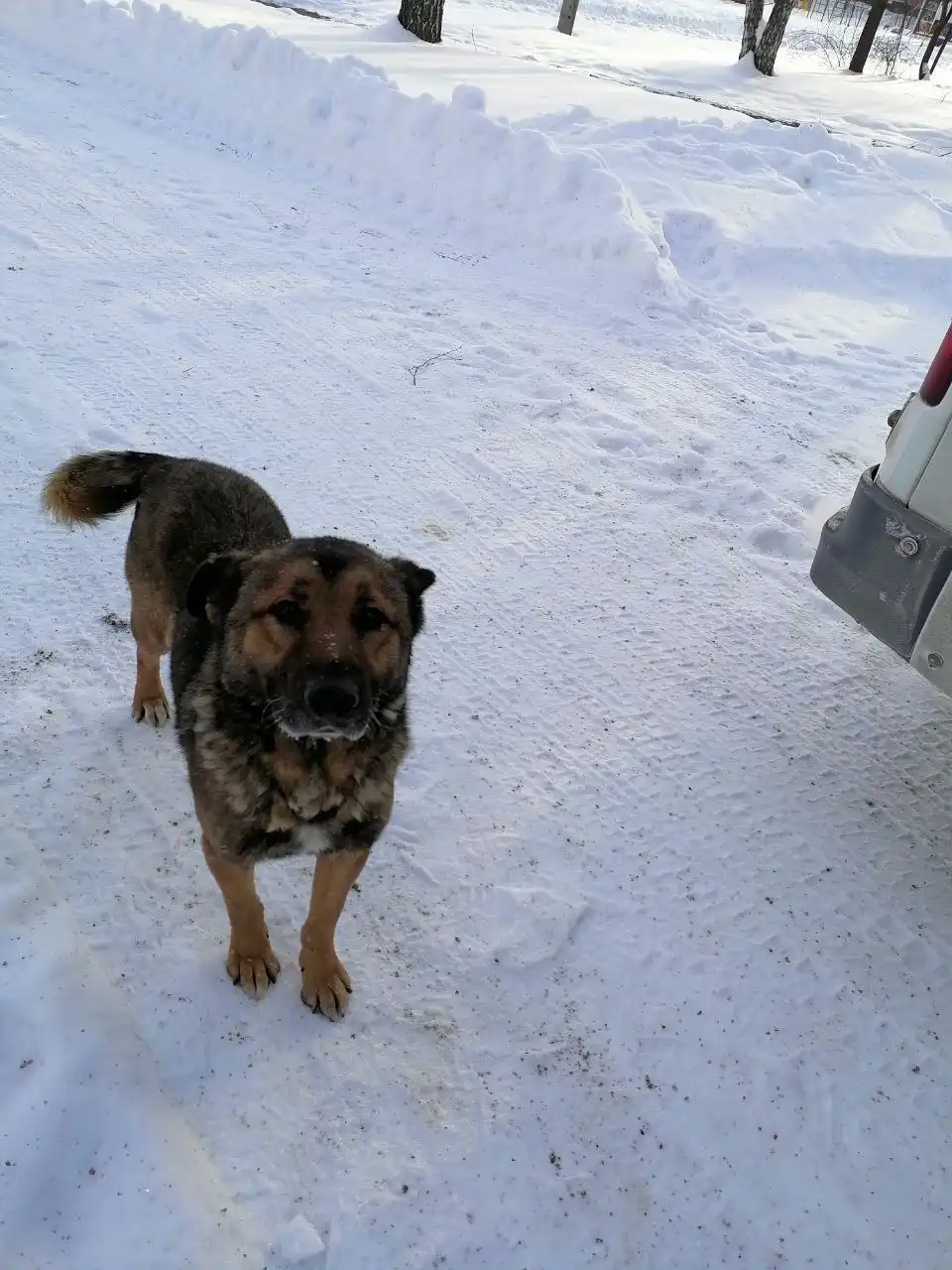 Найден молодой кабель на турбазе Марксовского района - Животные в Саратов