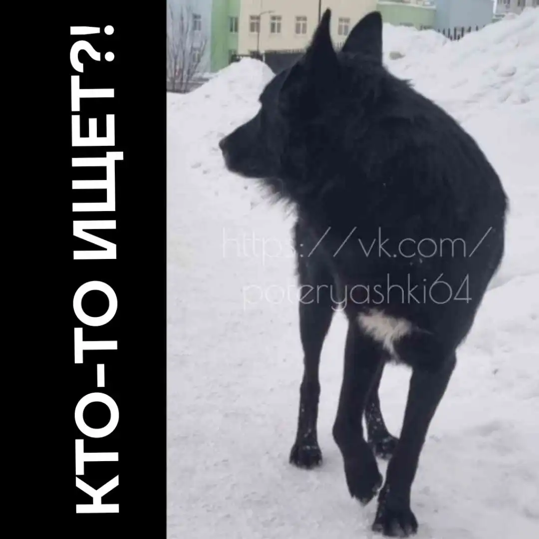 Пес найден в Саратове, район Солнечный-2 - Собаки (Животные) в Саратов