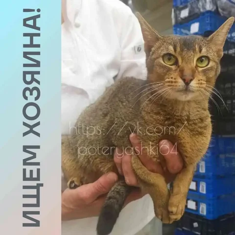 Найдена кошечка абиссинской породы в Саратове - Пропавшие животные в Саратов