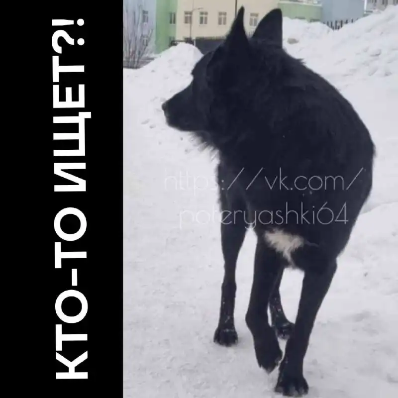 Найден крупный кобель в районе Солнечный-2 - Собаки (Животные) в Саратов