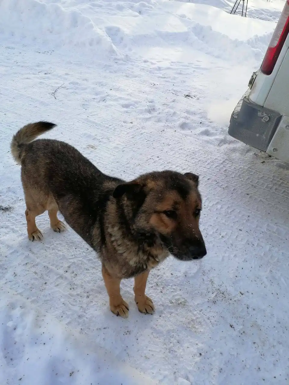 Потерянные животные в Саратове - Потерянные животные (Животные) в Саратов