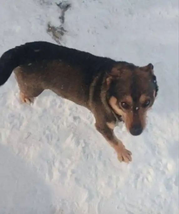 Потерянные животные в Саратове - Потерянные животные (Животные) в Саратов