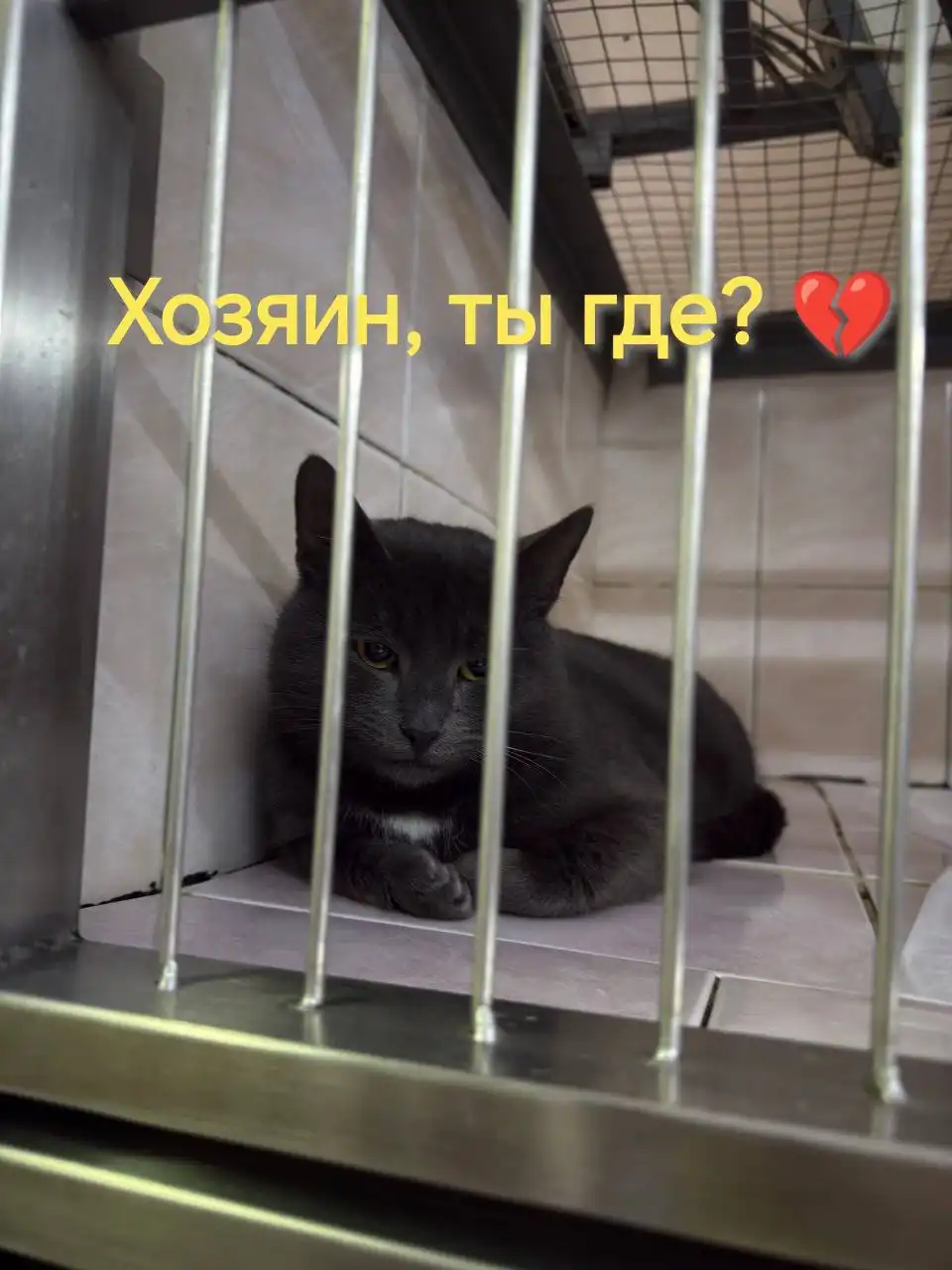 Пристрой кота из ветгоспиталя - Животные в Саратов