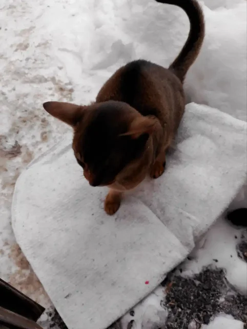 Найдена кошка абиссинской породы в Саратове - Пропавшие животные в Саратов