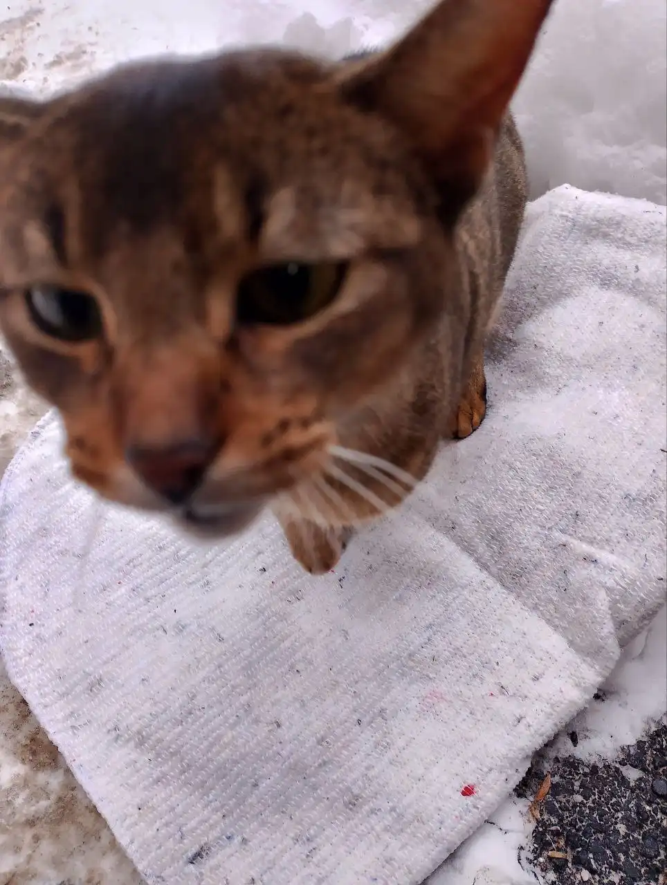 Найдена кошка абиссинской породы в Саратове - Кошки (Животные) в Саратов