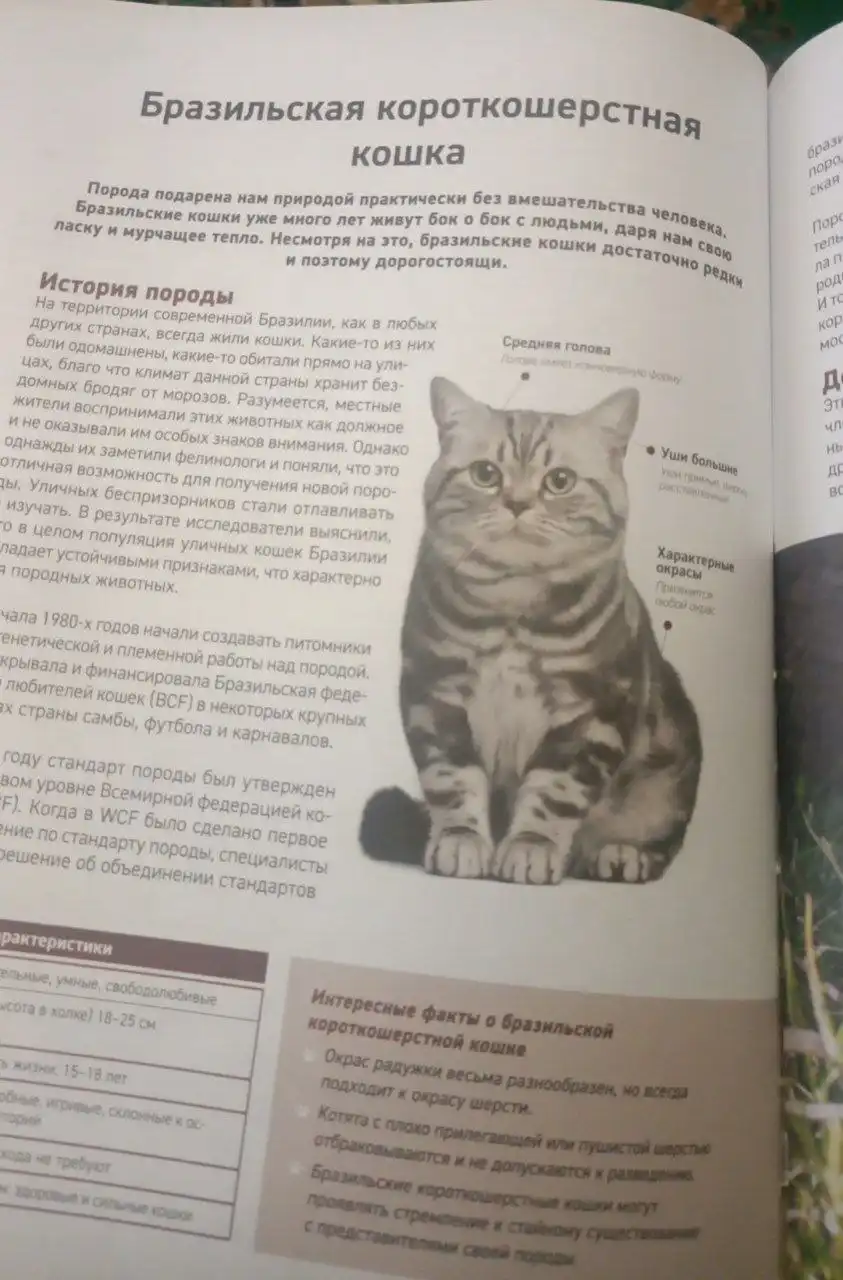 Ищу бразильца (животное) - Собаки (Животные) в Саратов