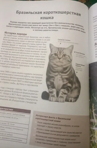 Ищу бразильца (животное) - Пропавшие животные в Саратов