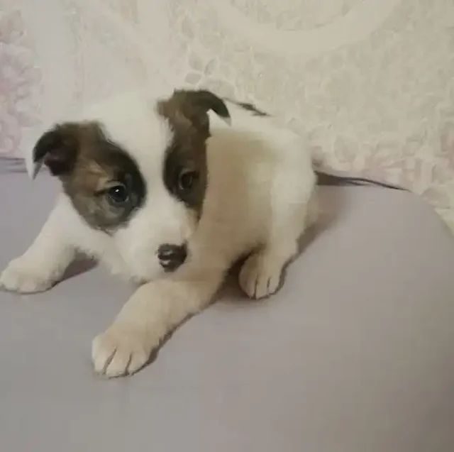 Срочный сбор на передержку щенков - Пропавшие животные в Саратов