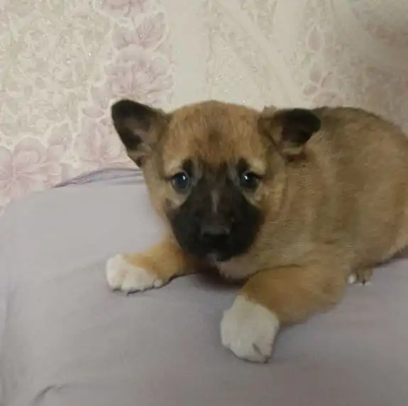 Срочный сбор на передержку щенков - Собаки (Животные) в Саратов