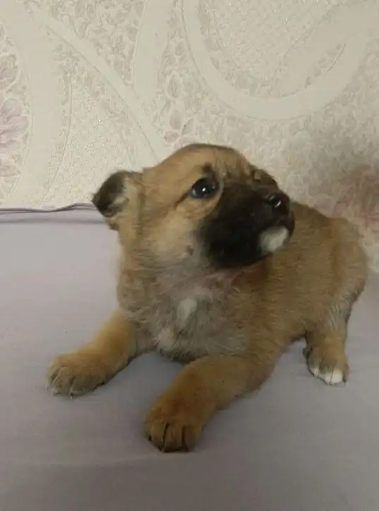 Срочный сбор на передержку щенков - Собаки (Животные) в Саратов