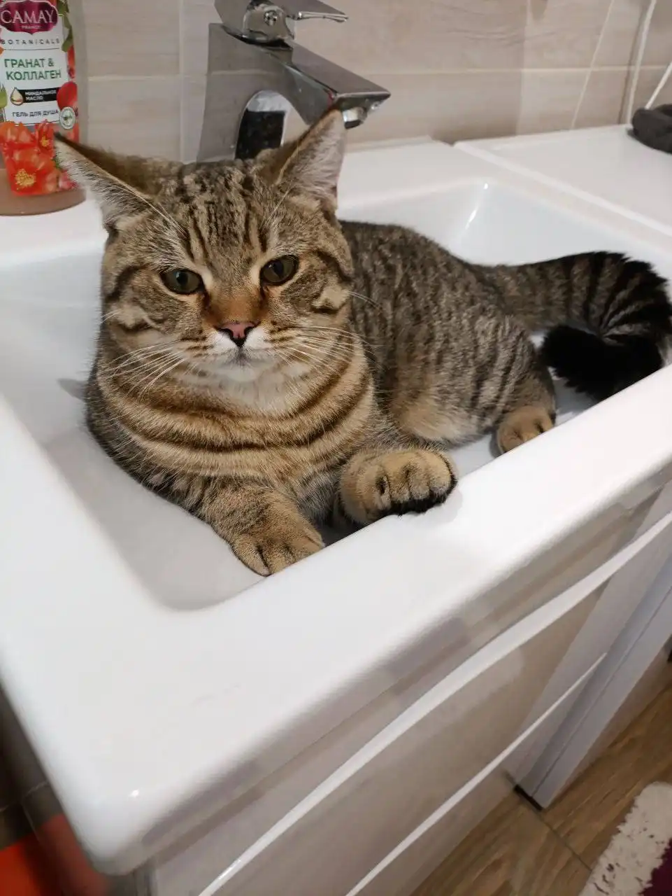 Потерялся кот в районе поселка Новосоколовогорский - Кошки (Животные) в Саратов