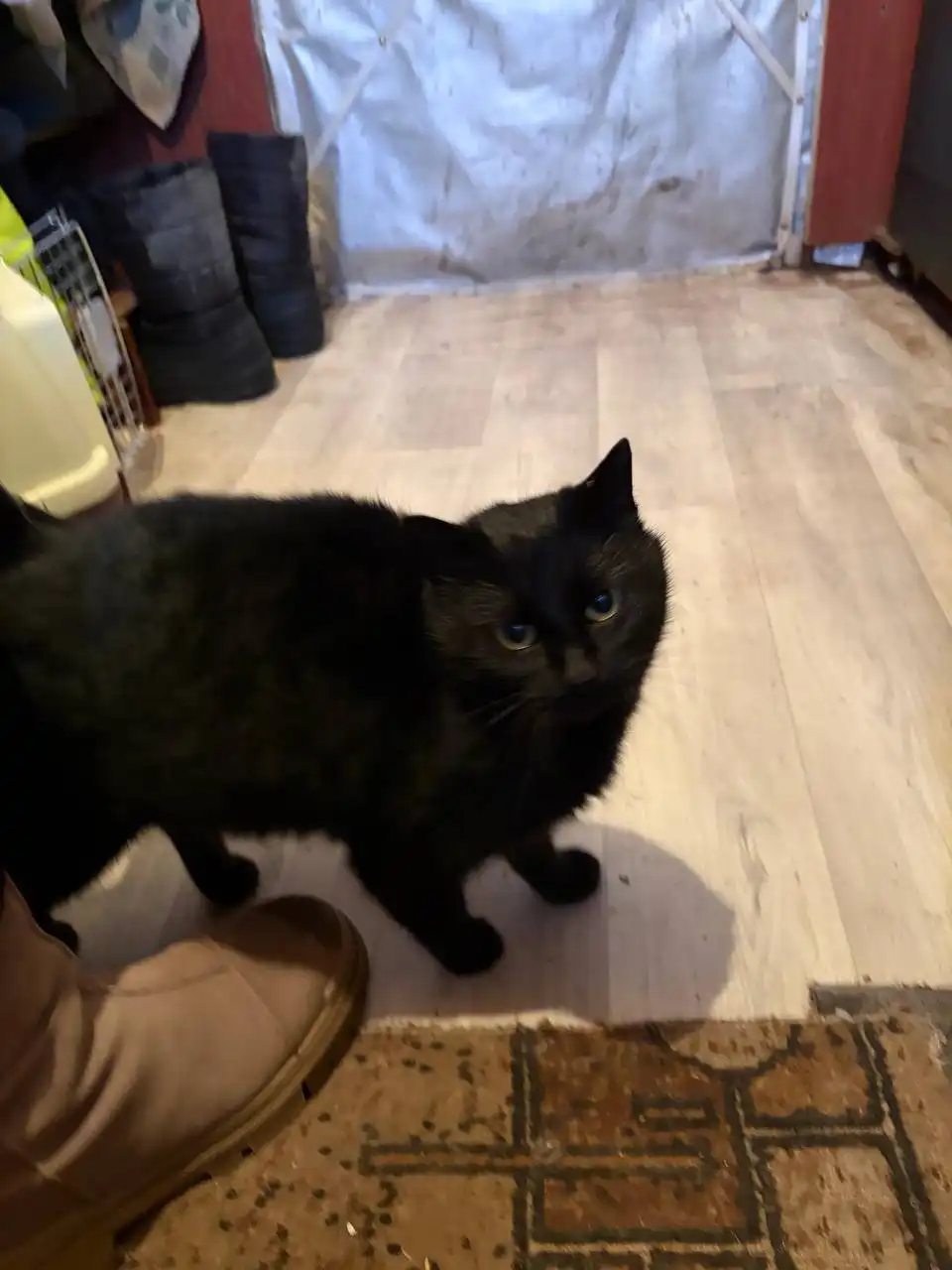 Потерянная девочка на дачах Расловки - Передержка (Животные) в Саратов