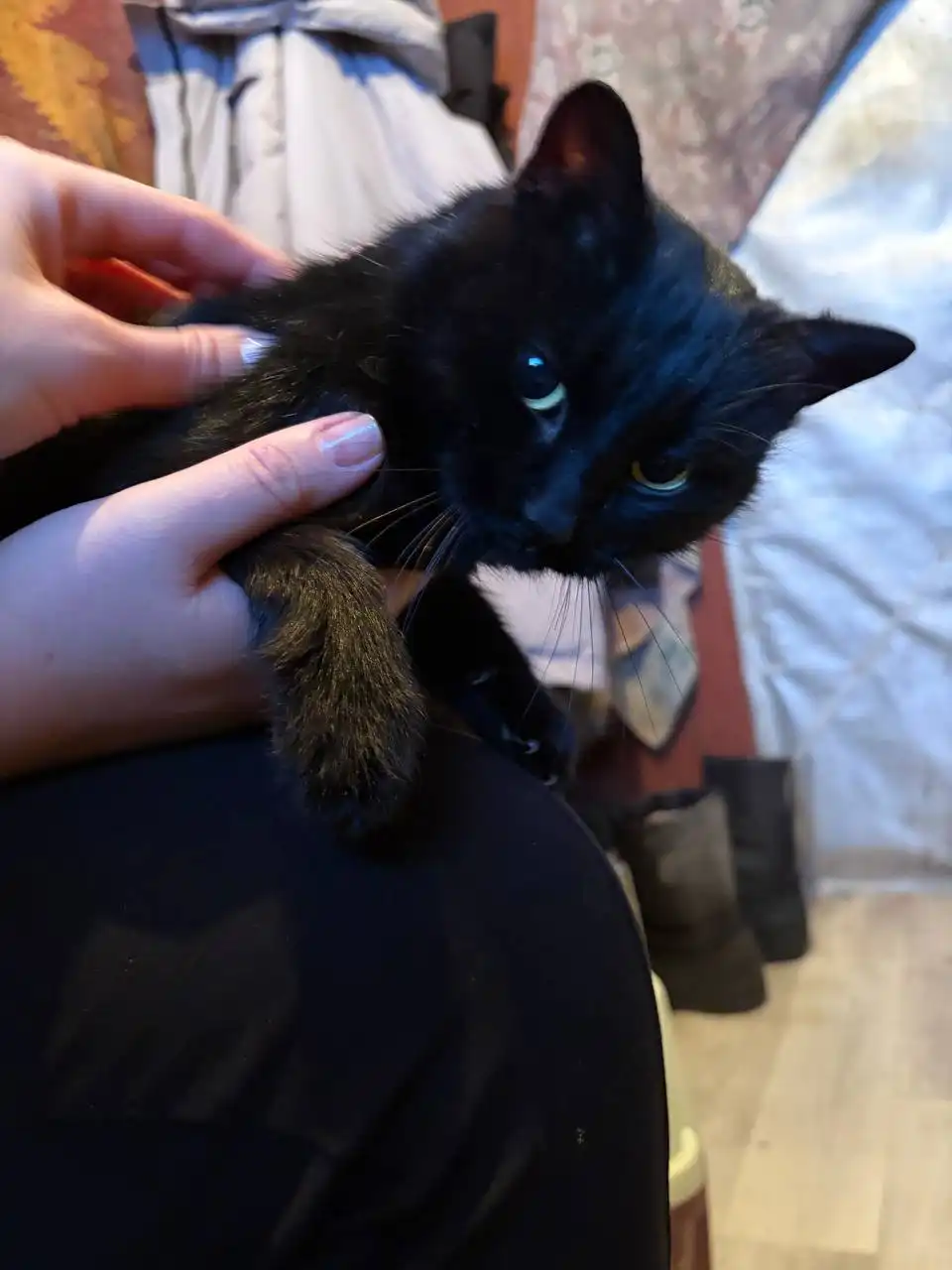 Потерянная девочка на дачах Расловки - Передержка (Животные) в Саратов