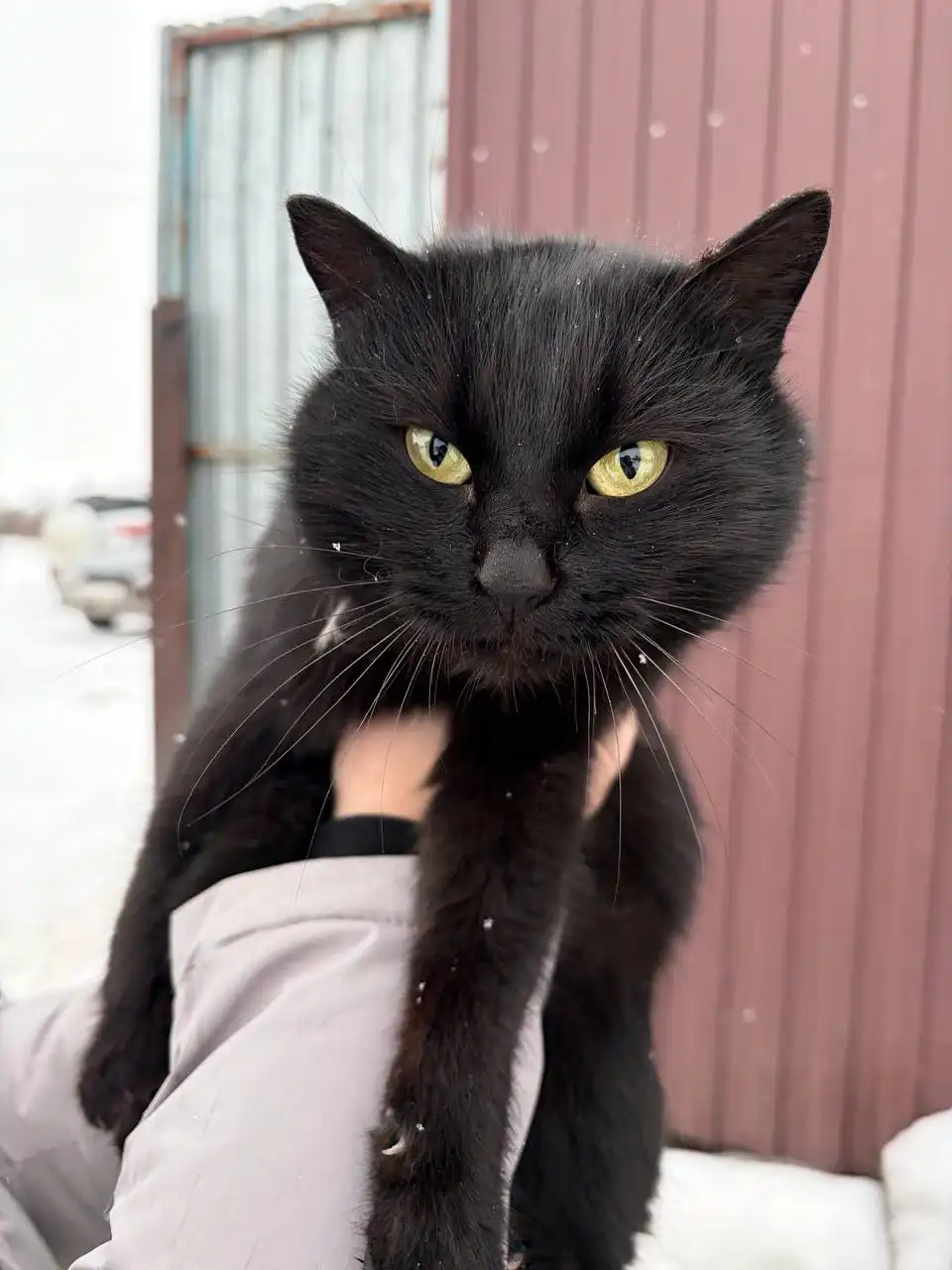 Потерянная девочка на дачах Расловки - Передержка (Животные) в Саратов