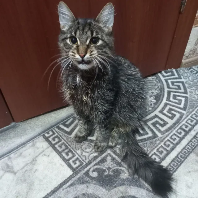 Сбор средств на лечение котенка Василия в Саратове - Пропавшие животные в Саратов