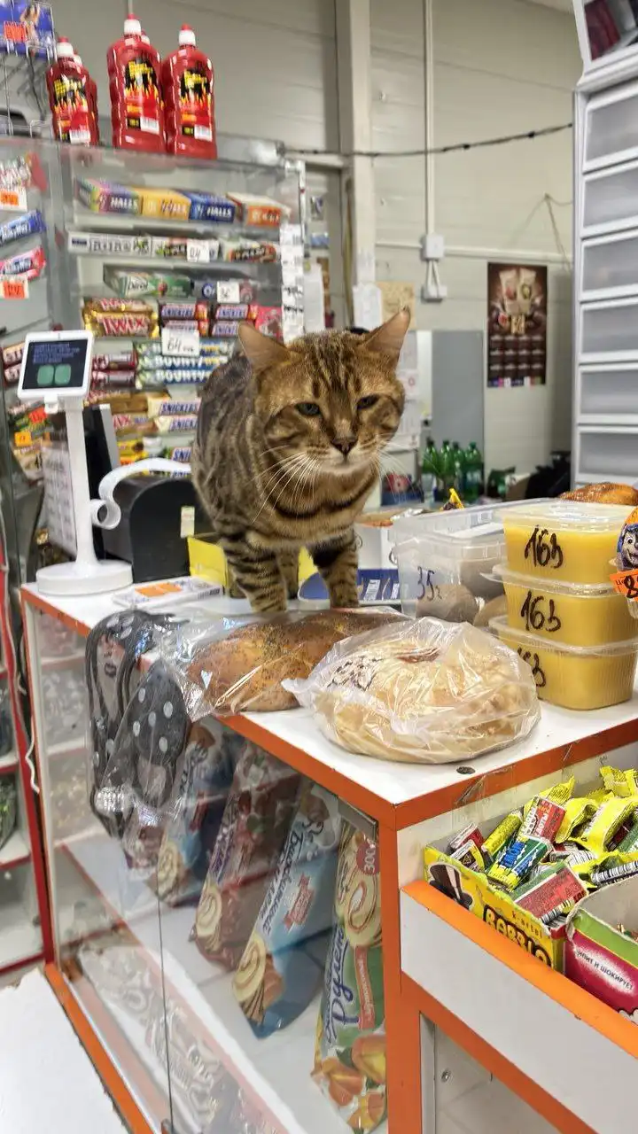 Найдены животные в Саратове - Кошки и собаки (Животные) в Саратов