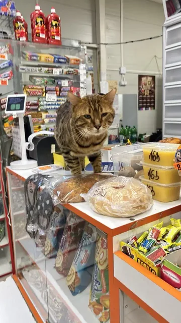 Найдены животные в Саратове - Пропавшие животные в Саратов