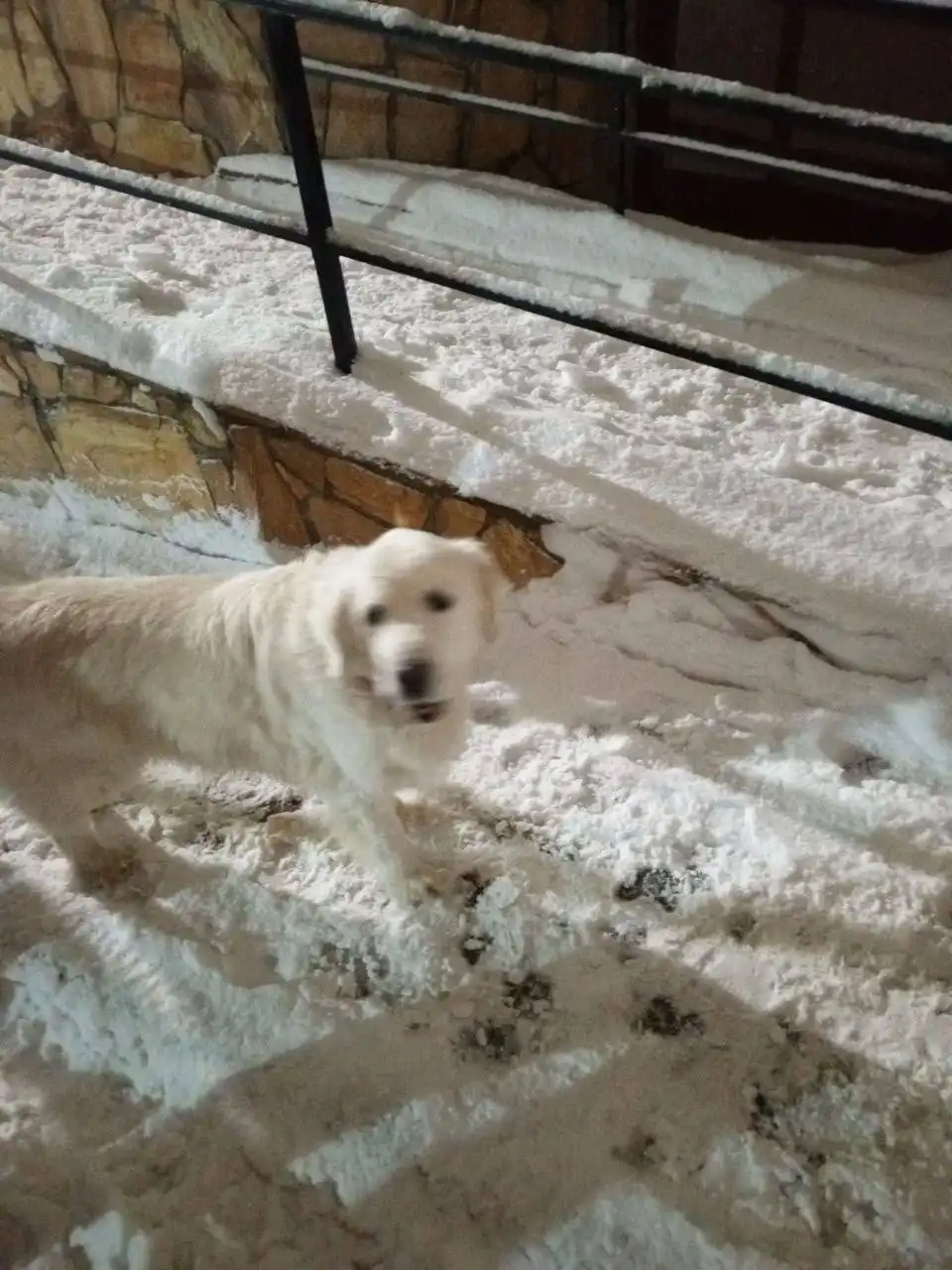 Найдена домашняя собака в Саратове - Собаки (Животные) в Саратов