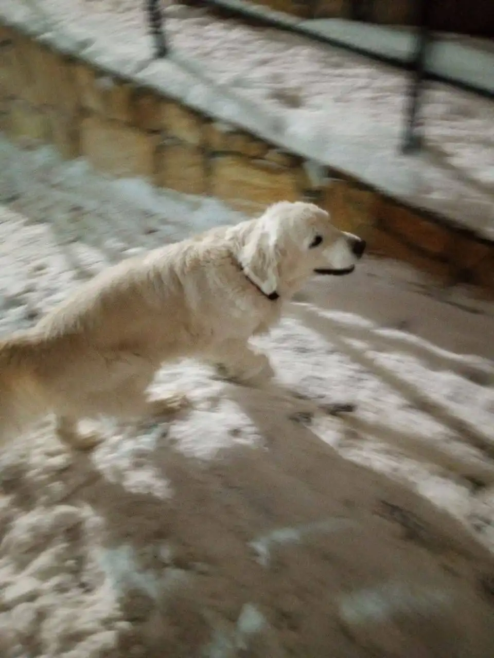 Найдена домашняя собака в Саратове - Собаки (Животные) в Саратов