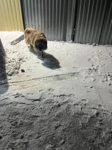 Потерянная собака в посёлке Комсомольский - Пропавшие животные в Саратов