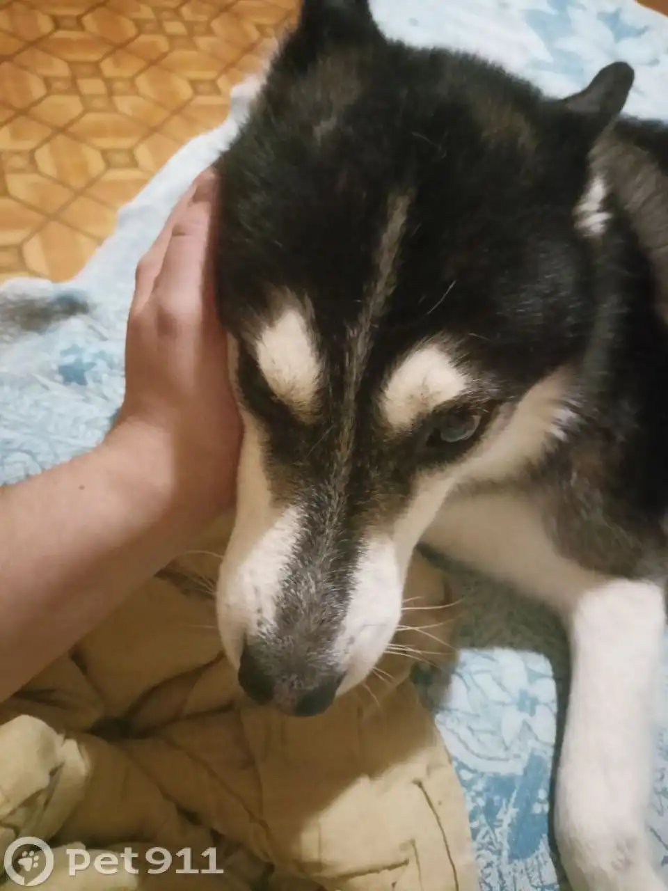 Пропала собака породы хаски в Саратове - Собаки (Животные) в Саратов