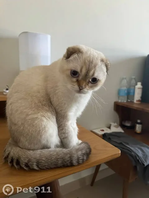 Пропала кошка в Саратове - Пропавшие животные в Саратов