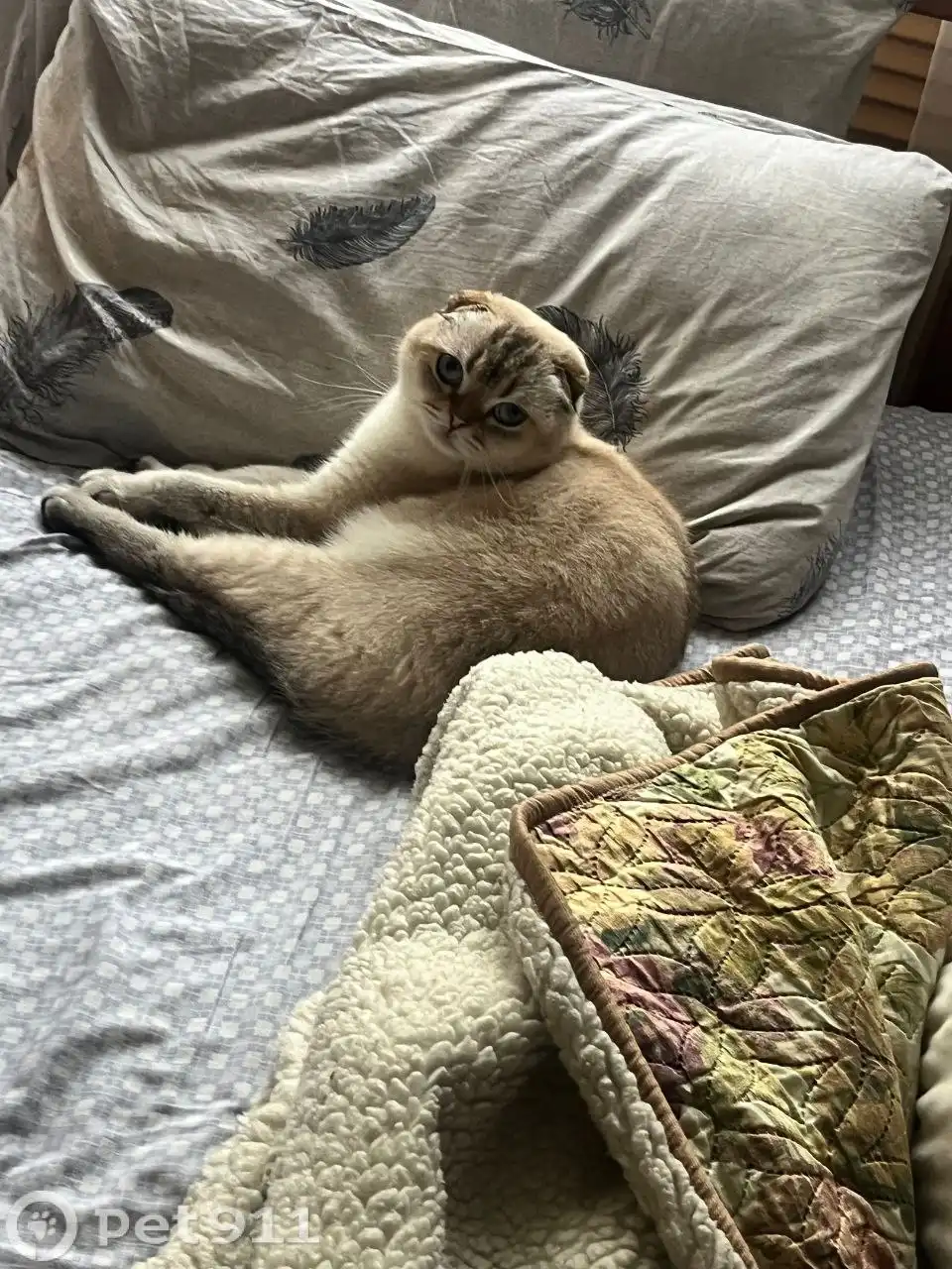 Пропала кошка в Саратове - Животные в Саратов