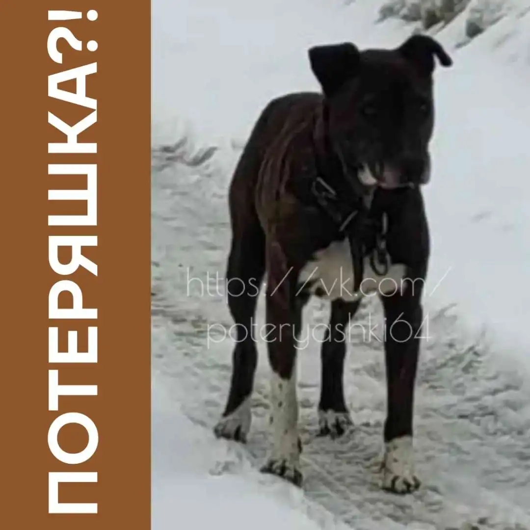 Найдена породистая собака в Энгельсе - Собаки (Животные) в Энгельс