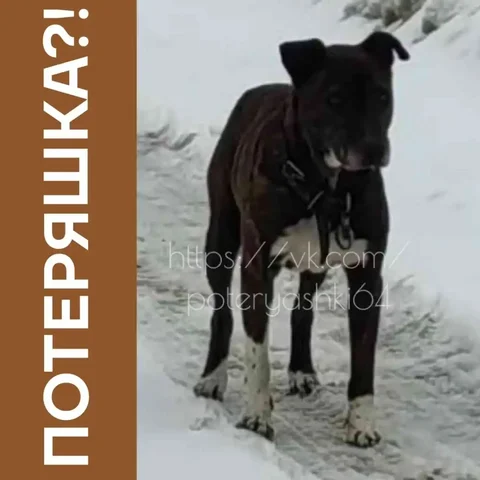 Найдена породистая собака в Энгельсе - частное объявление в Энгельс