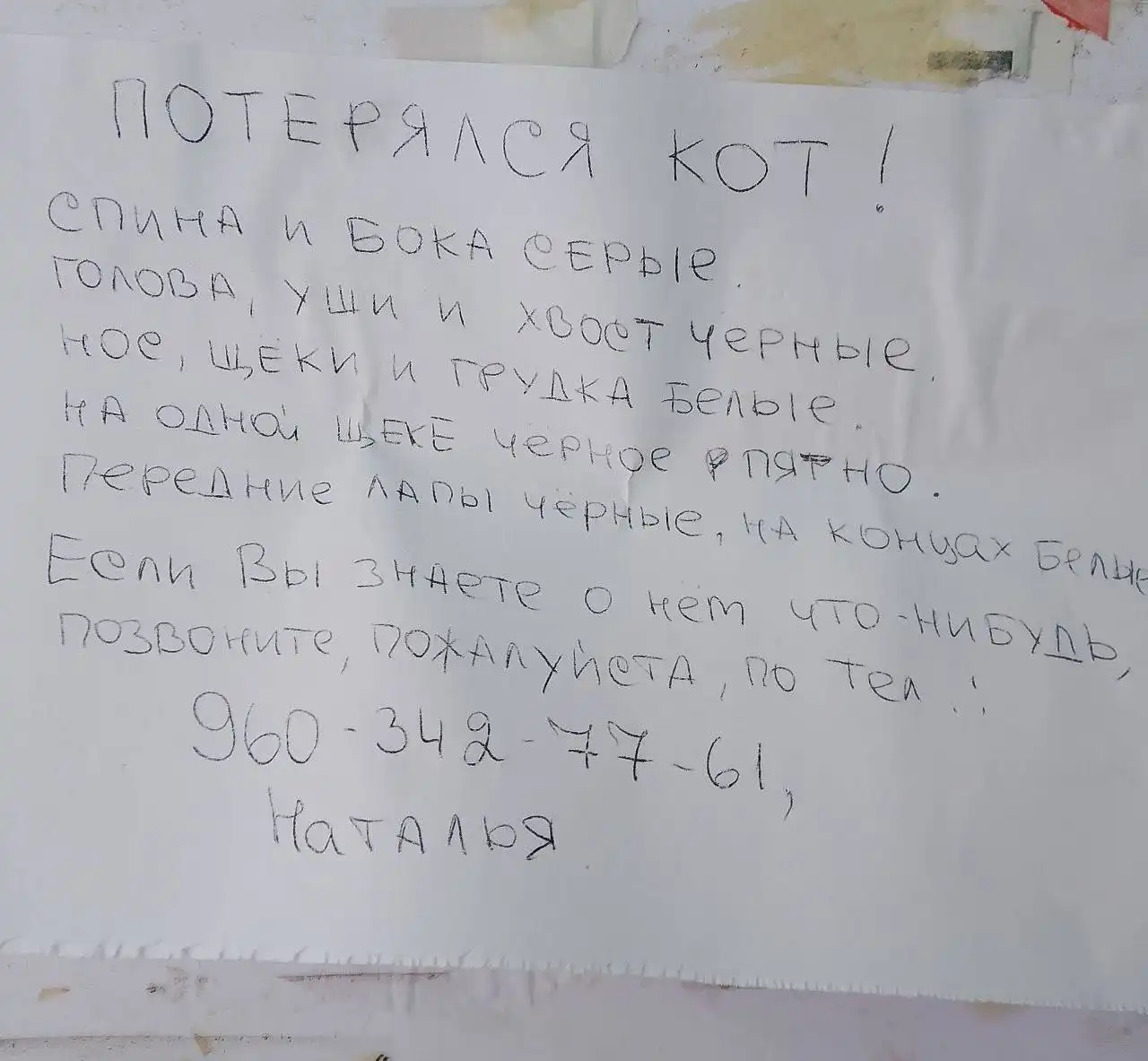 Потеряшки в Саратове - Потерянные животные (Животные) в Саратов